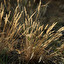 Grass on which football is played; muraw in English