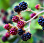 Blackberries in inglese