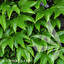 Parthenocissus tricuspidata auf Polnisch