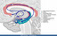 Papez Circuit - structure in English