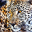 leopard in English