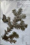 abies alba in polacco