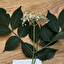 pizmakowate - axodiaceae in polacco