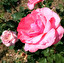 rose in English
