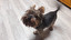 Dog le zoulou