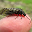 MEGALOPTERA polaco