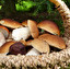 fungus Englisch