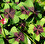 clover&#039;s