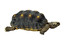 żółw Englisch