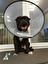 Hund Tedesco