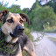 hund Tedesco