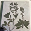 Euphorbia amygdaloides wilczomiecz migda in polacco