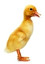 duckling in inglese