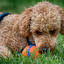 Dog in English