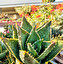 Aloes Tedesco