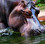 hippopotamus&#039;s