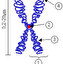 Budowa chromosomu in polacco