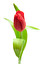 tulipan in inglese