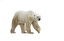 niedzwiedz polarny in inglese