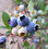 蓝莓lánméi
