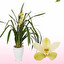 cymbidium in polacco