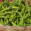 zielona fasola szparagowa