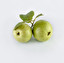 guava Englisch