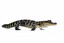 aligator Anglais