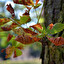 deciduous in polacco