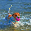 cão Portoghese