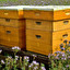 980. Beehives in inglese