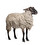 owca owce