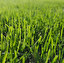 grass in inglese