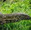 waran z komodo in inglese