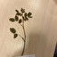 Róża dzika (Rosa canina) polaco