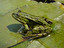 What animal is this? in inglese
