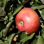 apple in English