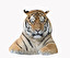 tiger in inglese