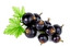 black currant in English