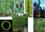 Equisetum fluviatile in English