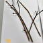 klon zwyczajny (acer platanoides) le polonais