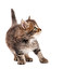 cat in English