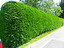 hedge in inglese