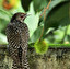 starling in English