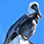 Pelican Anglais