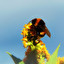 bumblebee în engleză