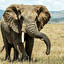 elefante espagnol