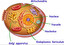 nucleus in English
