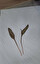 ophioglossum vulgatum in inglese