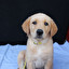 golden retriwer suédois